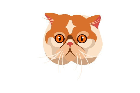 Exotic Short Hair Cat Floating Head Review